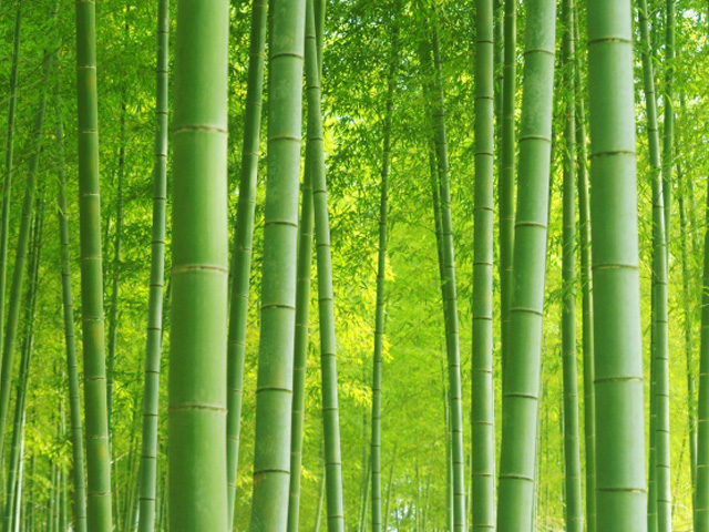花祭壇選びに役立つ「竹」知識