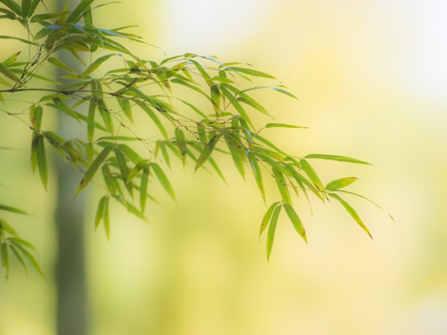 竹の魅力