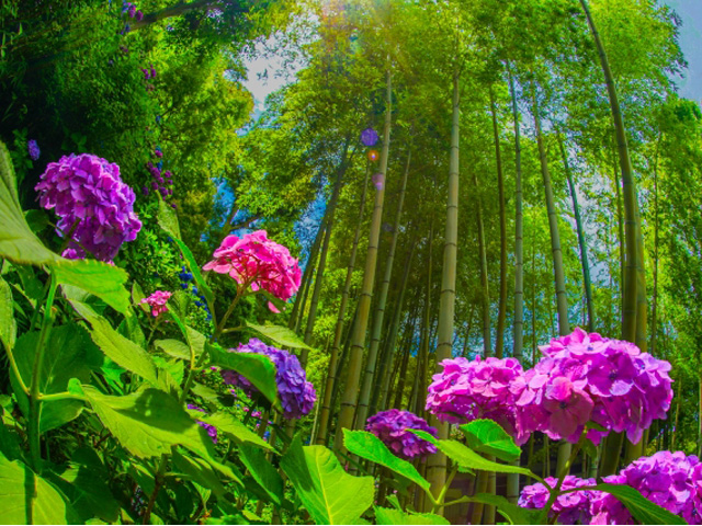 【花葬儀】竹と花が織りなす祭壇演出