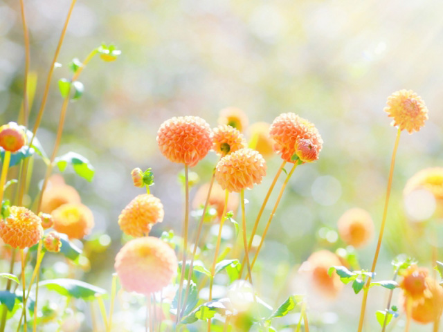 花祭壇に生かしたいダリアの魅力