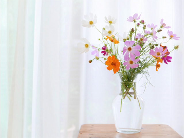 地植えと切り花：それぞれのコスモスの持ちの長さと管理方法の違い～