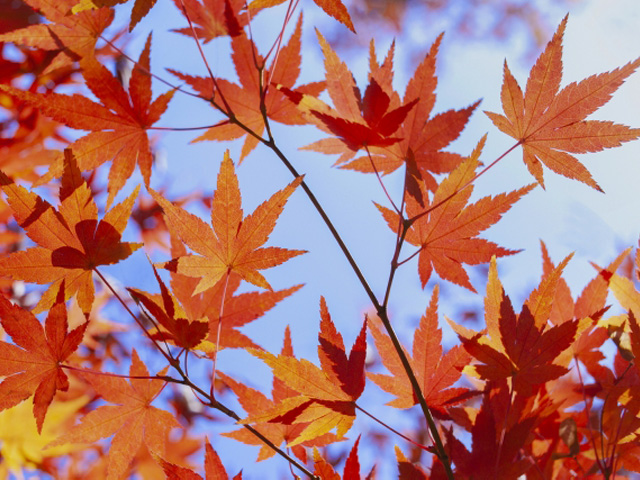 人々を惹きつける紅葉の魅力