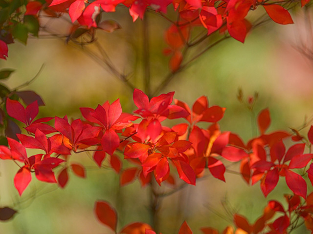 花祭壇に紅葉の美しさを添える枝物たち