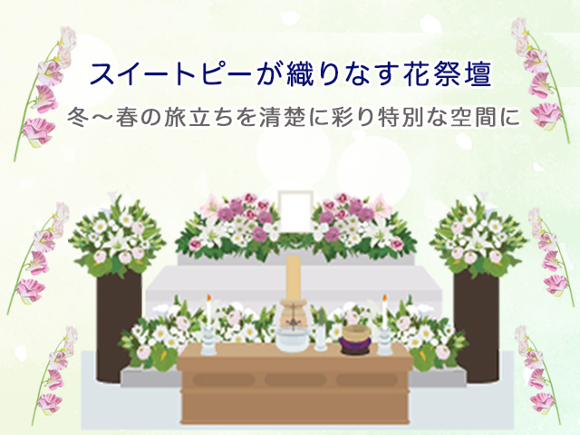 スイートピーが織りなす花祭壇｜冬～春の旅立ちを清楚に彩り特別な空間に